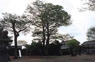 八坂神社ケヤキの巨樹写真