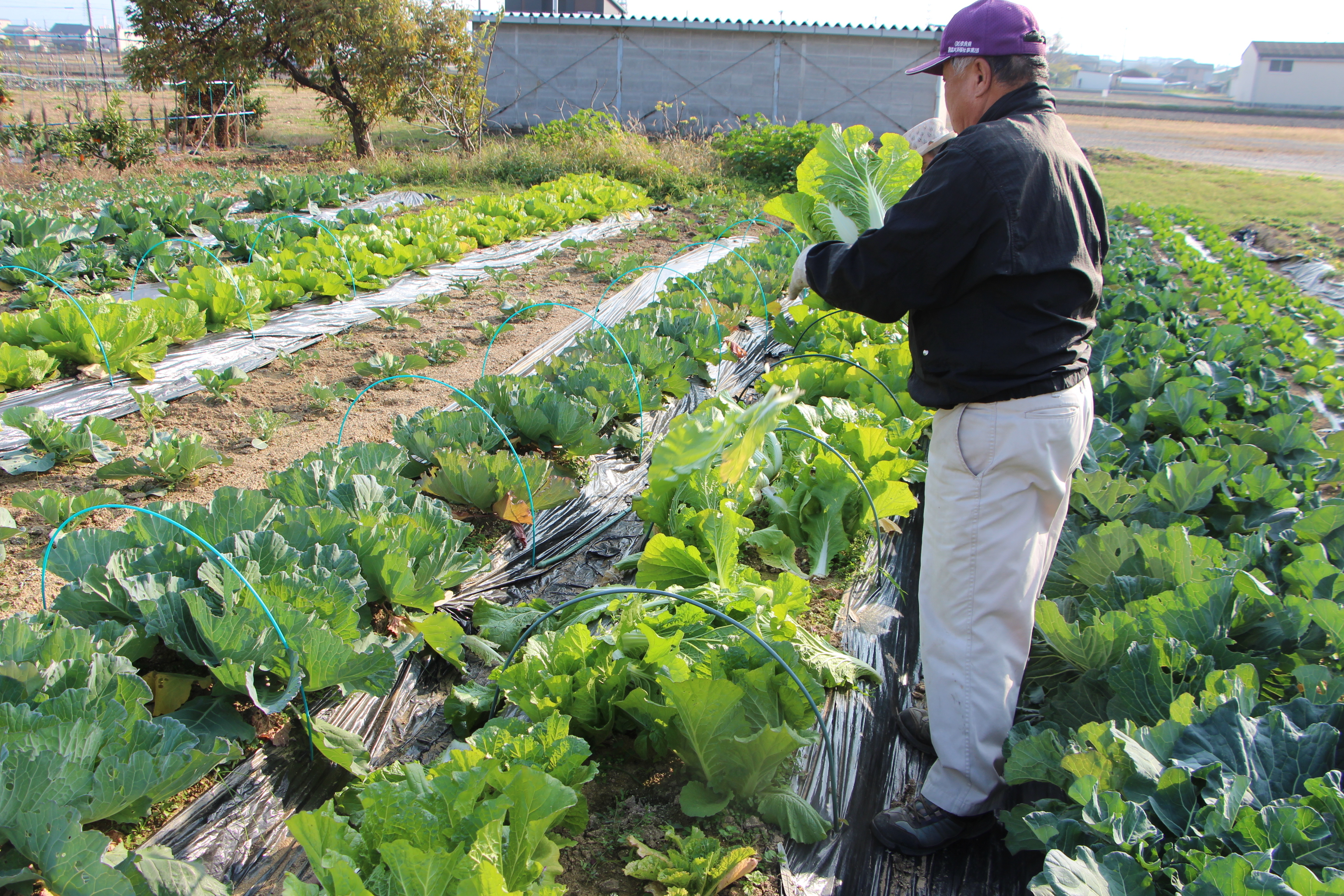 六道山区共同耕作事業