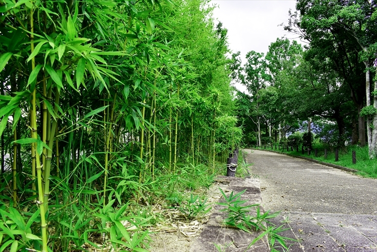 馬見丘陵「竹林」の散歩道